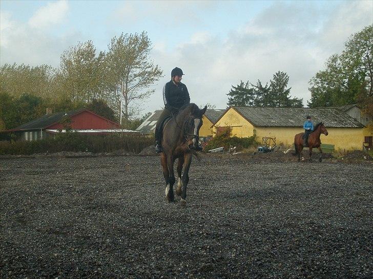 Dansk Varmblod Minelli - Søster rider Minelli billede 9