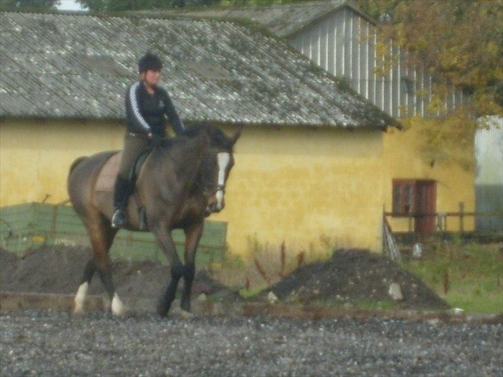 Dansk Varmblod Minelli - Tak fordi du kiggede :) billede 10