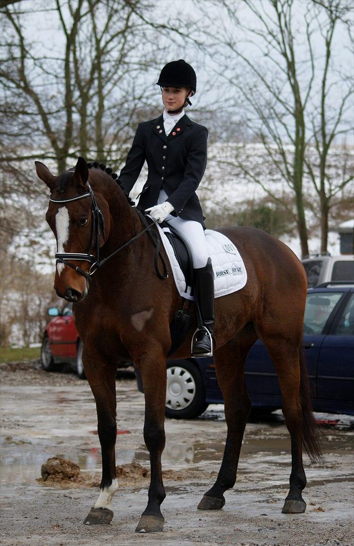 Dansk Varmblod May Candeloro - Taget af Rebecca Faurskov billede 7