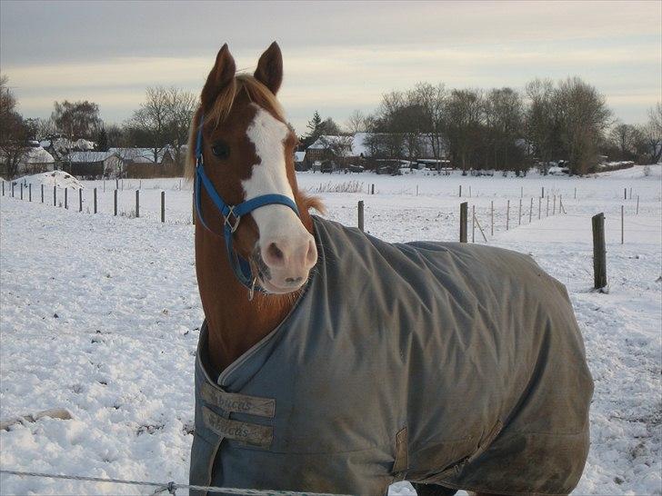 Hollandsk Sportspony Patser (Charlie) billede 2