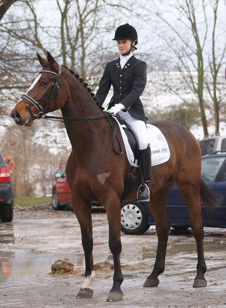 Dansk Varmblod May Candeloro - Taget af Rebecca Faurskov billede 8