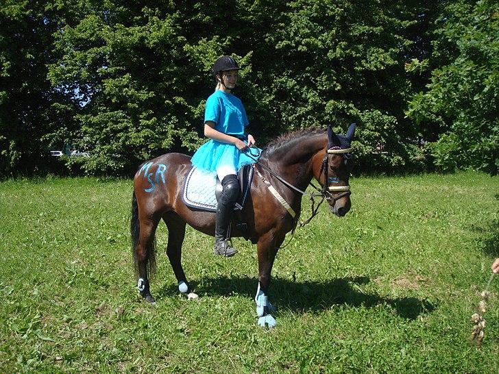 New Forest Dancing Queen billede 1