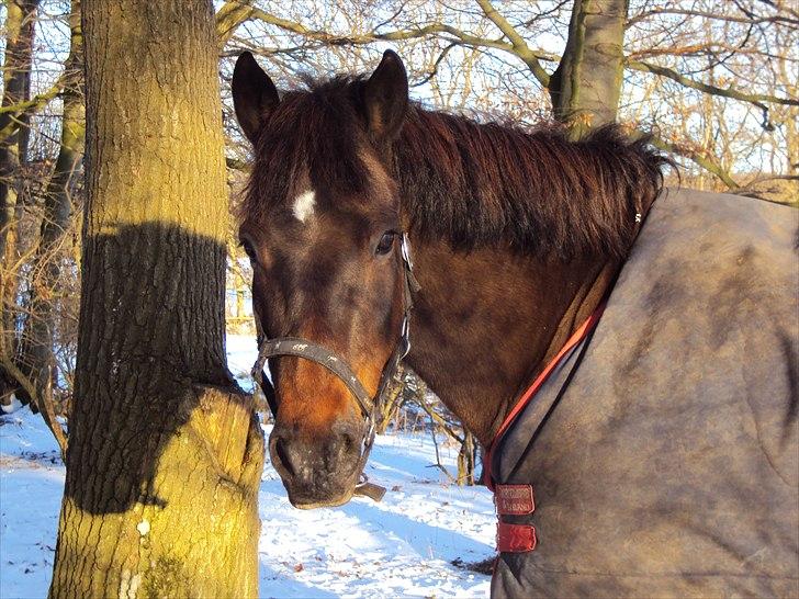 New Forest Dancing Queen billede 3