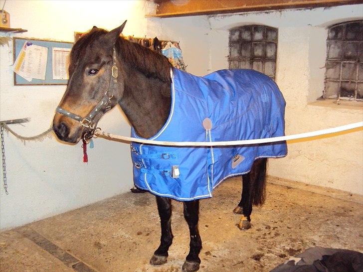 New Forest Dancing Queen billede 4