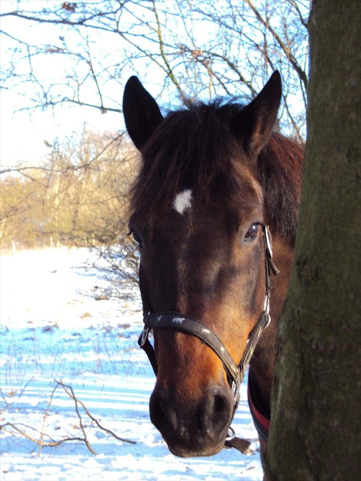 New Forest Dancing Queen billede 5