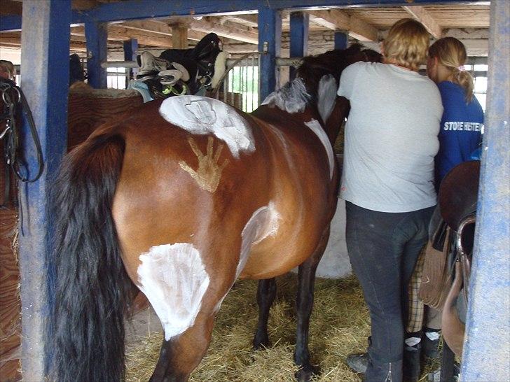 New Forest Dancing Queen billede 6