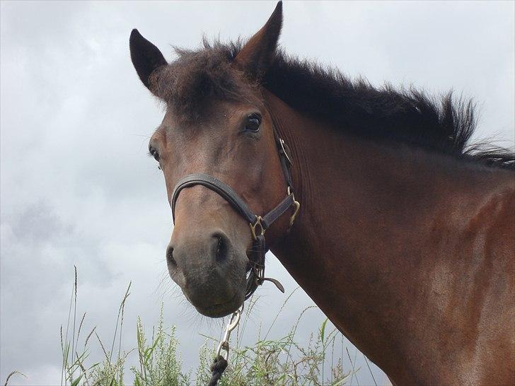 New Forest Dancing Queen billede 7