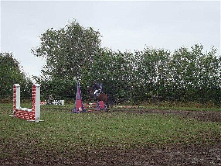 New Forest Dancing Queen billede 9