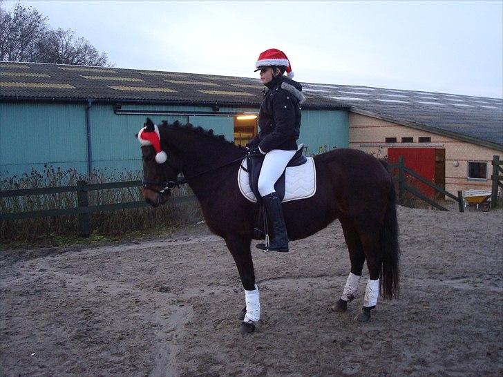 New Forest Dancing Queen billede 10