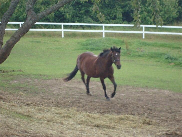 New Forest Dancing Queen billede 11