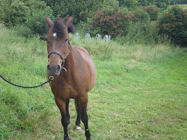 New Forest Dancing Queen billede 12