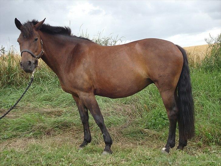 New Forest Dancing Queen billede 13