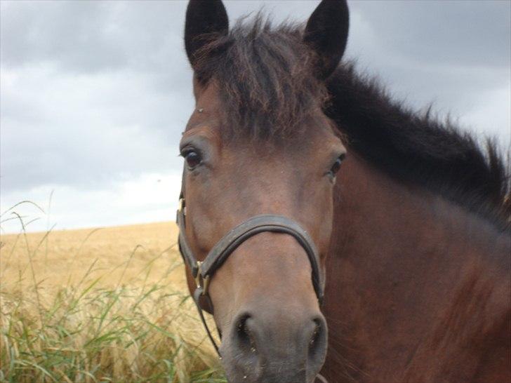 New Forest Dancing Queen billede 14