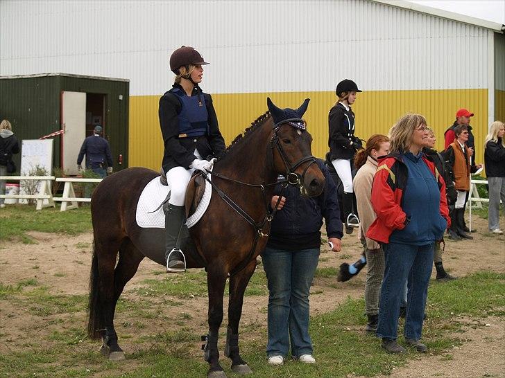 New Forest Dancing Queen billede 16