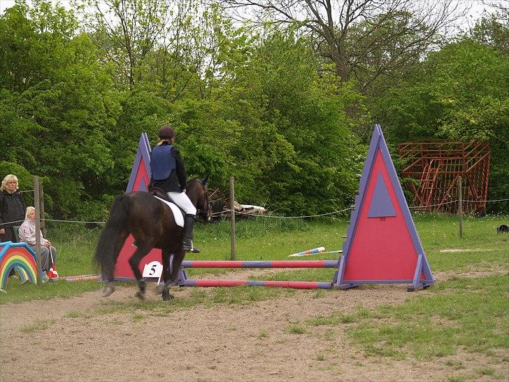 New Forest Dancing Queen billede 17