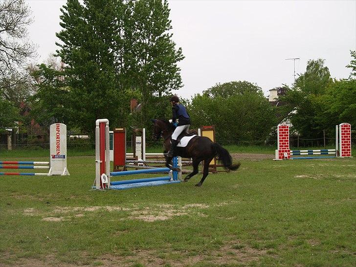 New Forest Dancing Queen billede 18