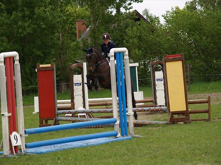 New Forest Dancing Queen billede 20