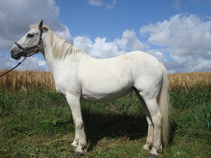 Connemara SHADOW billede 13