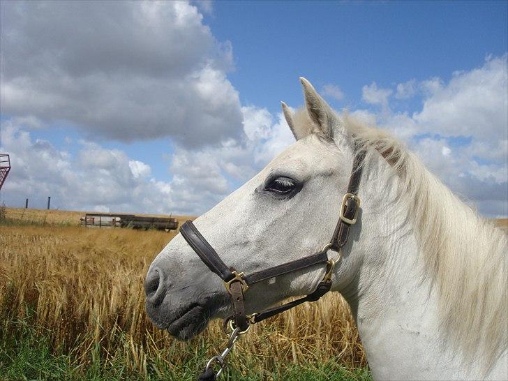 Connemara SHADOW billede 16