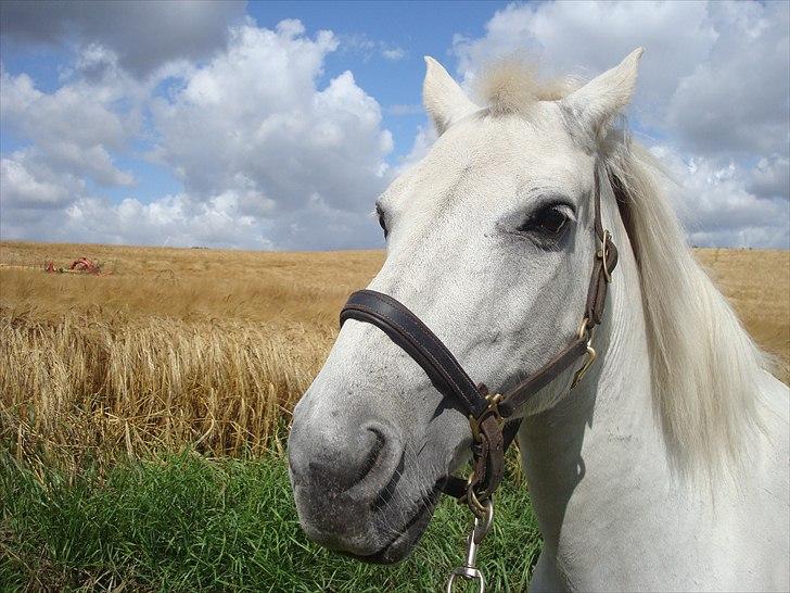 Connemara SHADOW billede 19
