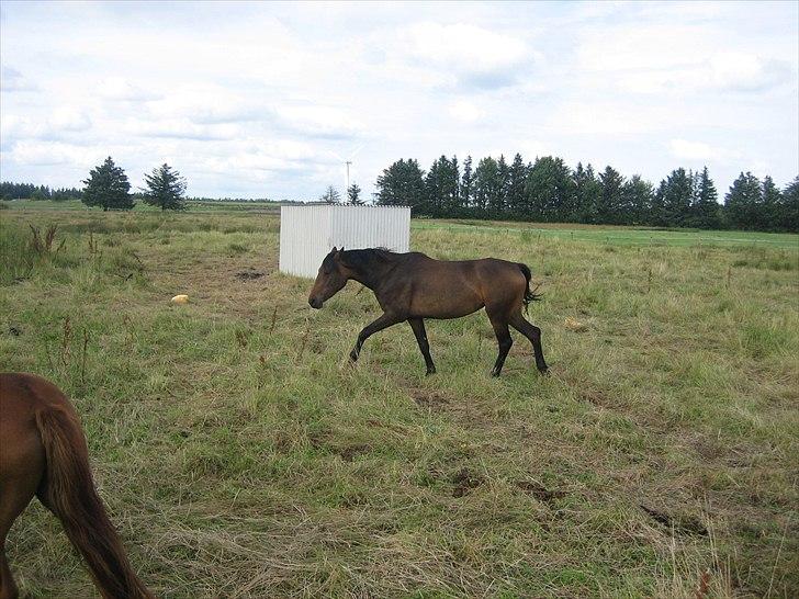 Anden særlig race Adelaide - Da vi var nede og se Adelaide billede 1