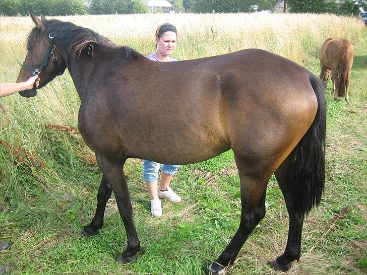 Anden særlig race Adelaide billede 2