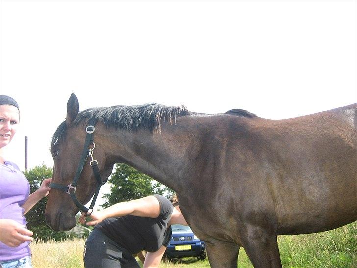 Anden særlig race Adelaide billede 3