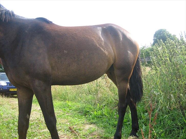 Anden særlig race Adelaide billede 4