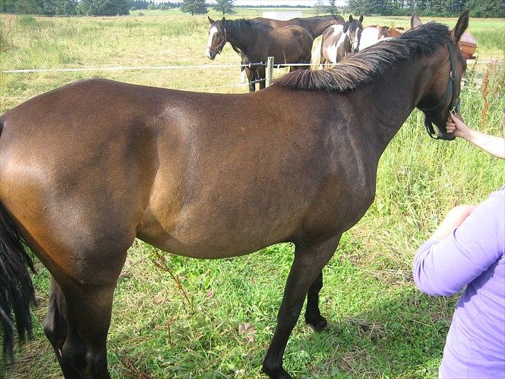 Anden særlig race Adelaide billede 5