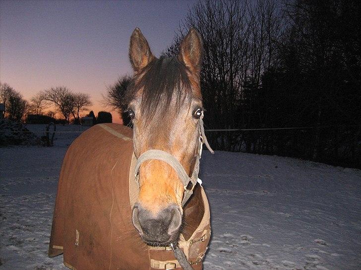 Anden særlig race Adelaide - Adde pigen i vinters billede 6