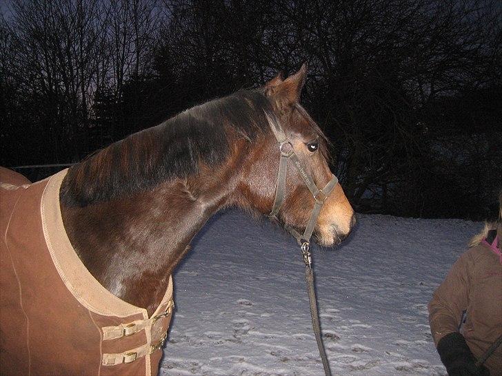 Anden særlig race Adelaide billede 7