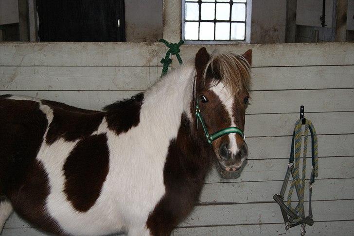 Shetlænder Sally - Sally i Mandags den 14 december billede 1