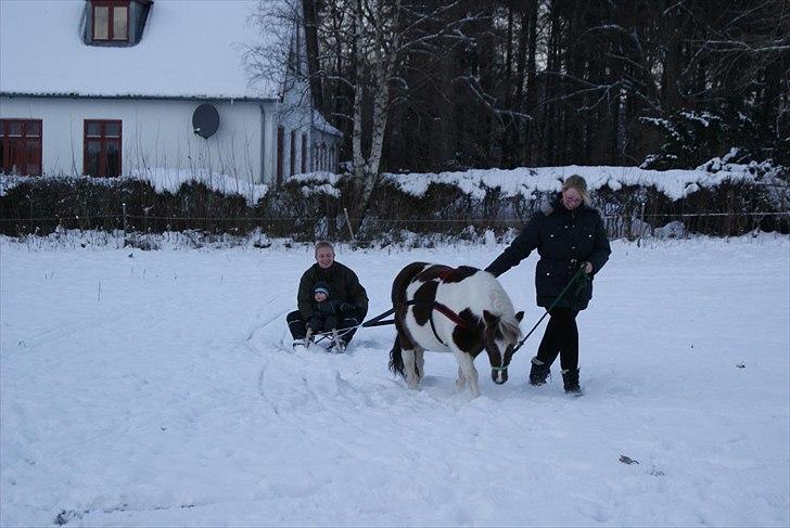 Shetlænder Sally - første gang Sally rigtig er på arbejde billede 2