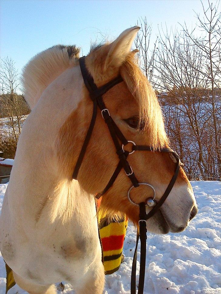 Fjordhest R. Hyracint (Solgt) - Tøsen efter træning!  billede 1