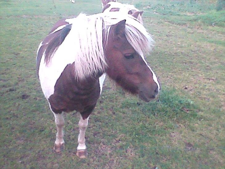 Shetlænder Sally - sådan så hun ud da vi hentede hende billede 3