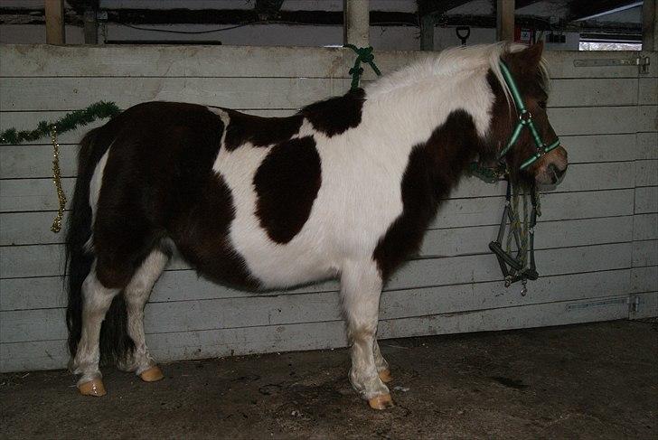 Shetlænder Sally - I fuld profil billede 4