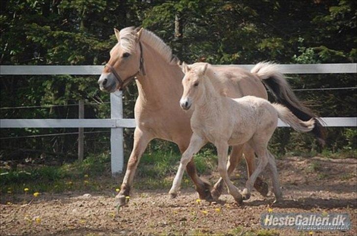 Fjordhest R. Hyracint (Solgt) - Tøsen med en af hendes føl! billede 2