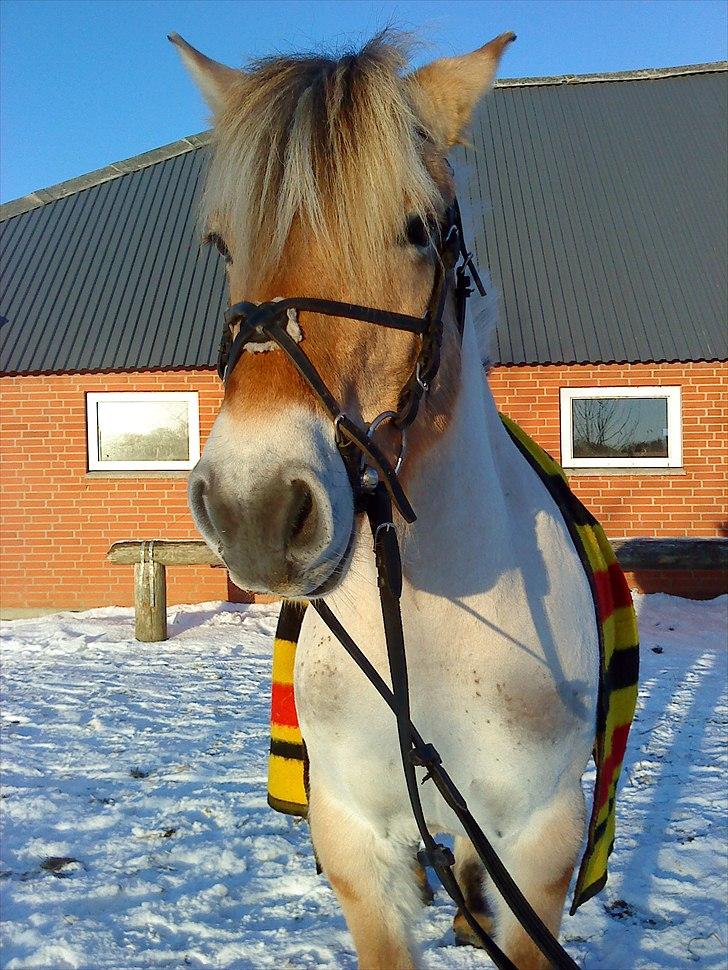 Fjordhest R. Hyracint (Solgt) - Efter træning. billede 3
