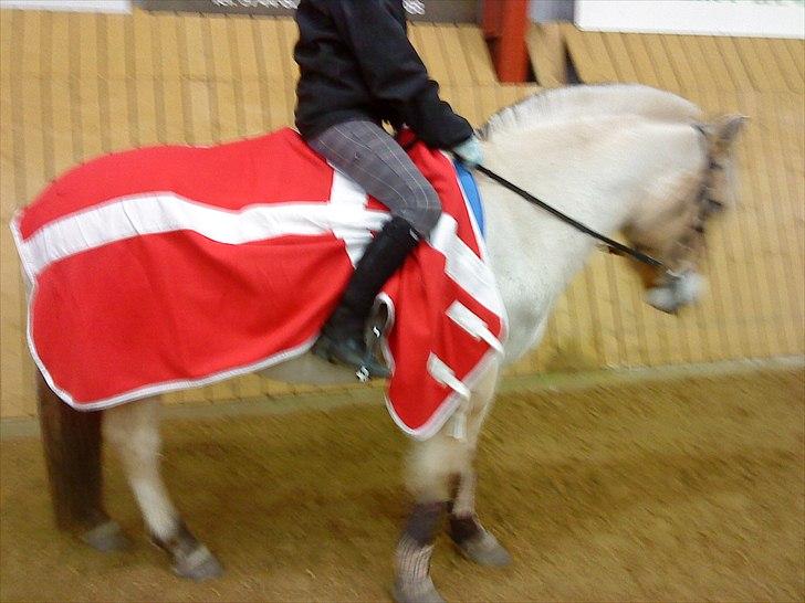 Fjordhest R. Hyracint (Solgt) - Dressur træning d. 14/12-2010 billede 4