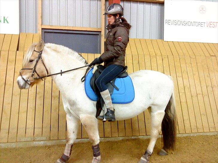 Fjordhest R. Hyracint (Solgt) - dressur d.11/12-2010 billede 5