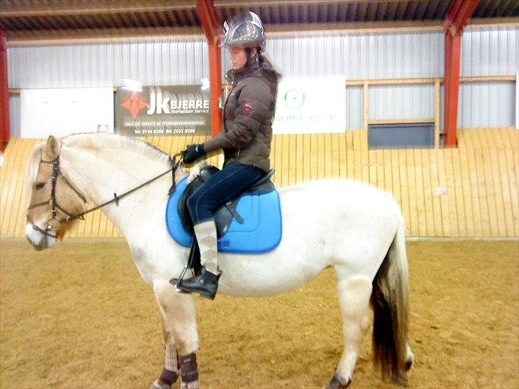 Fjordhest R. Hyracint (Solgt) - dressur d.11/12-2010 billede 6