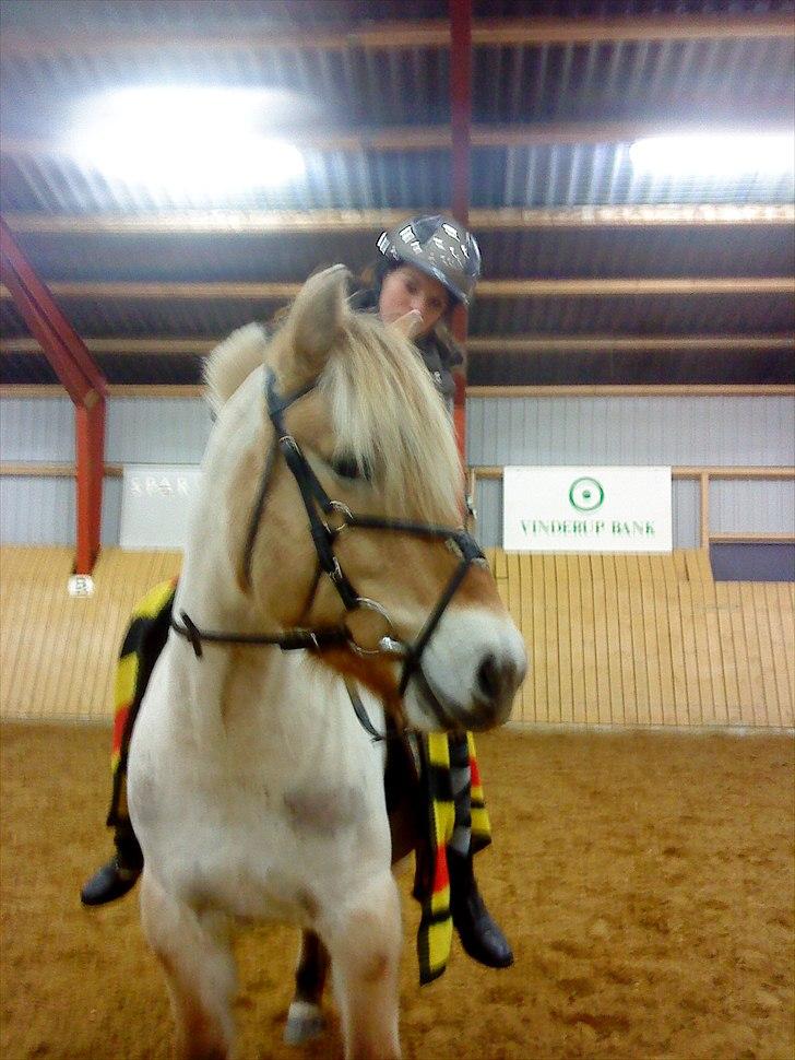 Fjordhest R. Hyracint (Solgt) - Anden gang jeg red hende ;-) billede 7