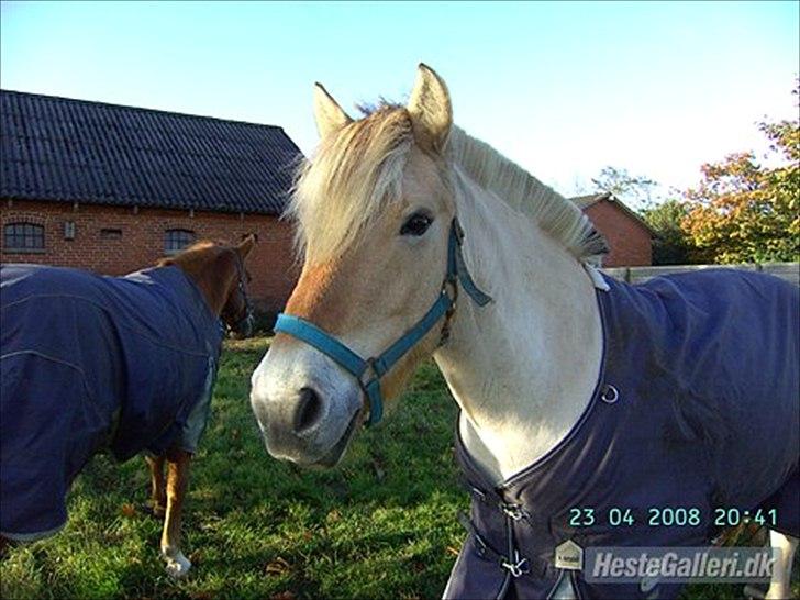 Fjordhest R. Hyracint (Solgt) - På folden hjemme ved hendes ejer! :) billede 8