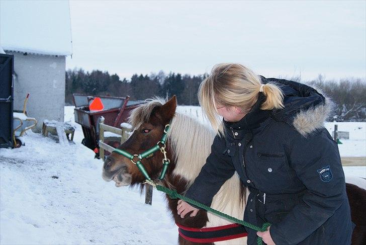 Shetlænder Sally - uhh ja der klør det  billede 5