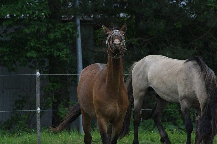 Anden særlig race Roosgårdens Cocktail billede 13