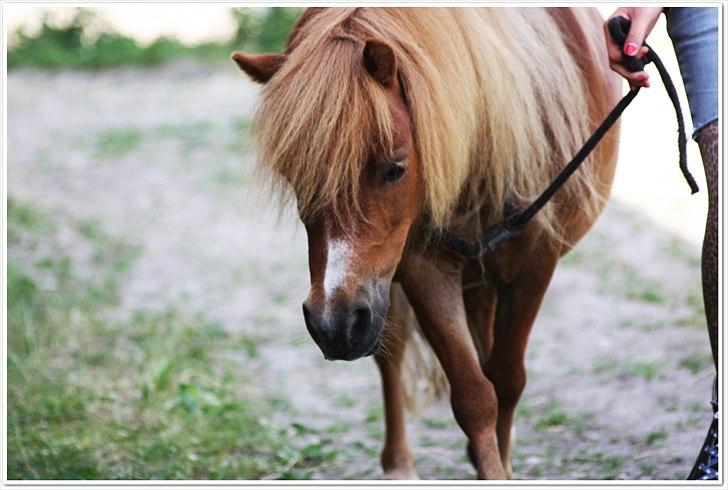 Shetlænder Sussi billede 10