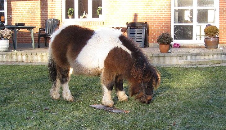 Shetlænder Rørsgaards Antonette - Dejlig vinterbamse billede 8