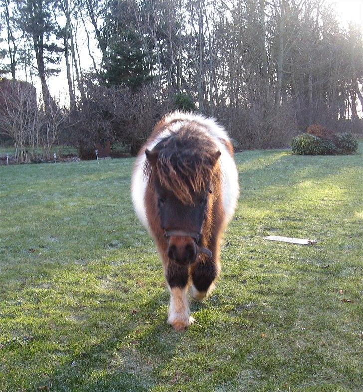 Shetlænder Rørsgaards Antonette - Verdens dejligste bamse billede 9