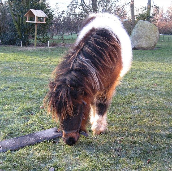 Shetlænder Rørsgaards Antonette billede 10