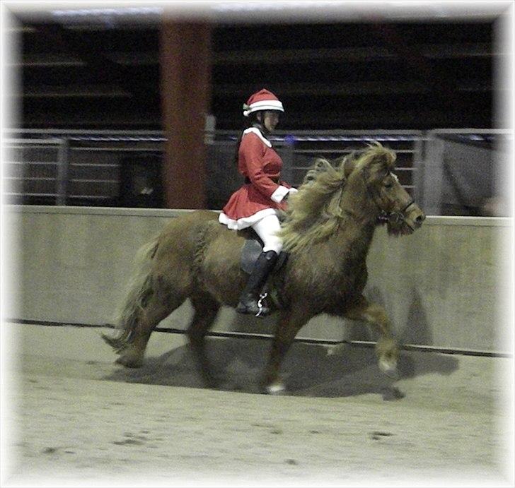 Islænder Freyja fra Akureyri - Ganti julestævne d.11 December 2010  på Sminge gården billede 1
